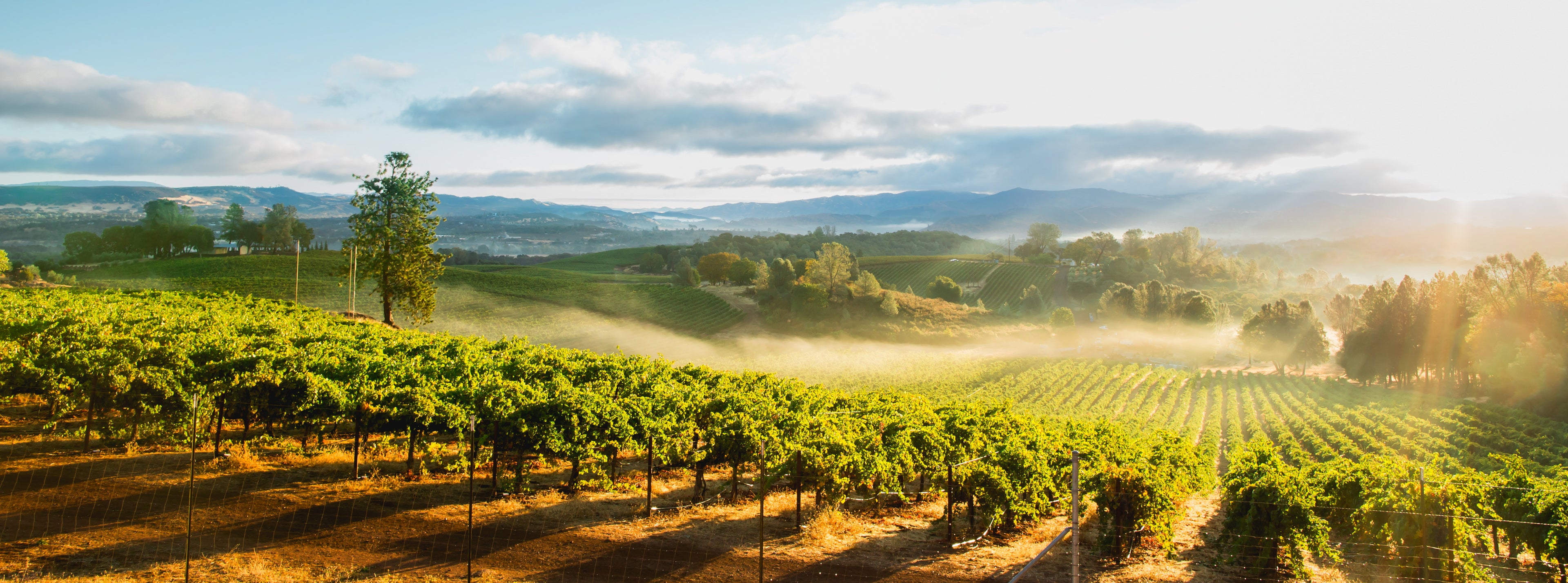 Sunrise over a Napa County vineyard.