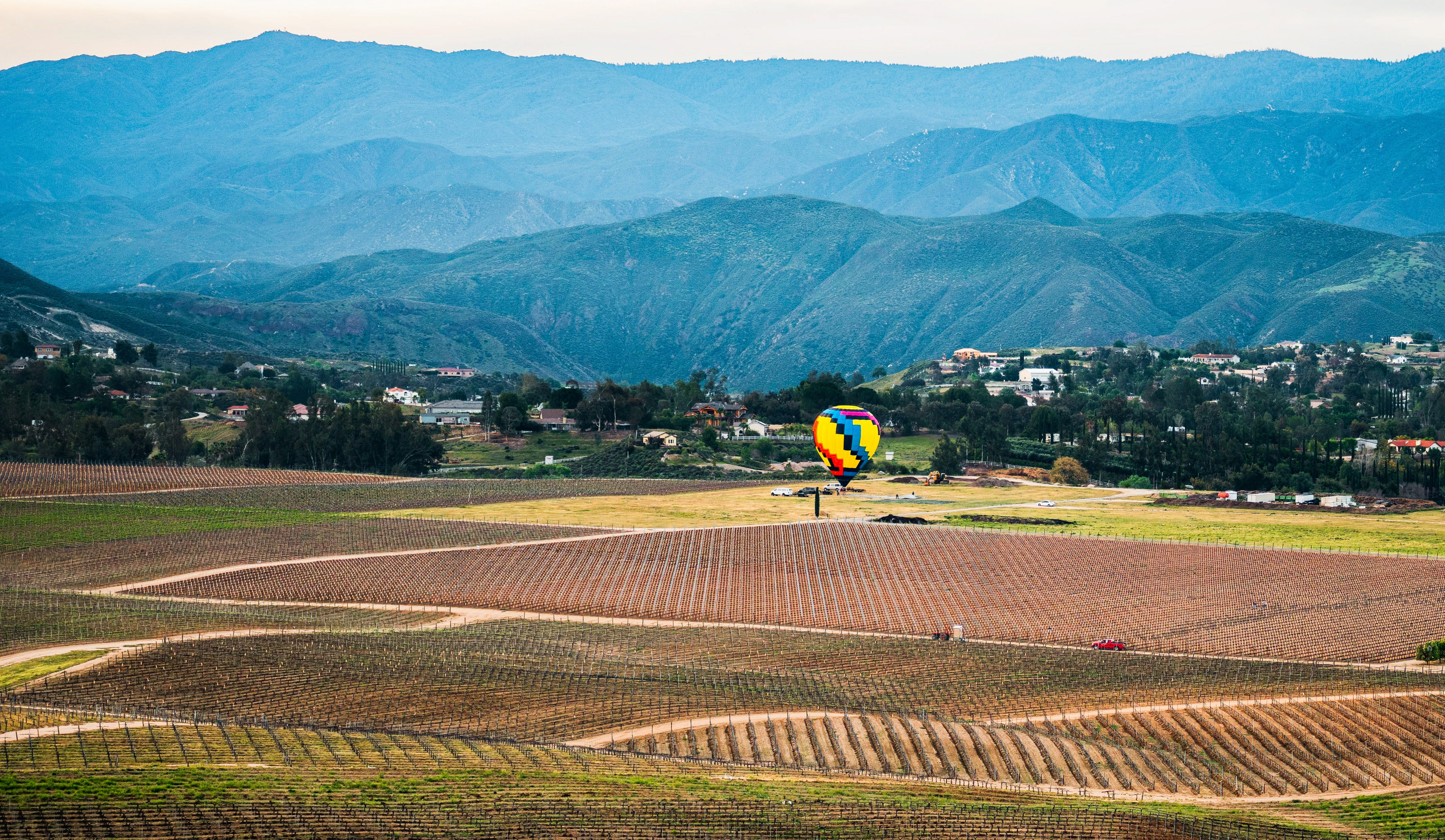 Vineyard in Temecula with a hot air balloon flying above it.