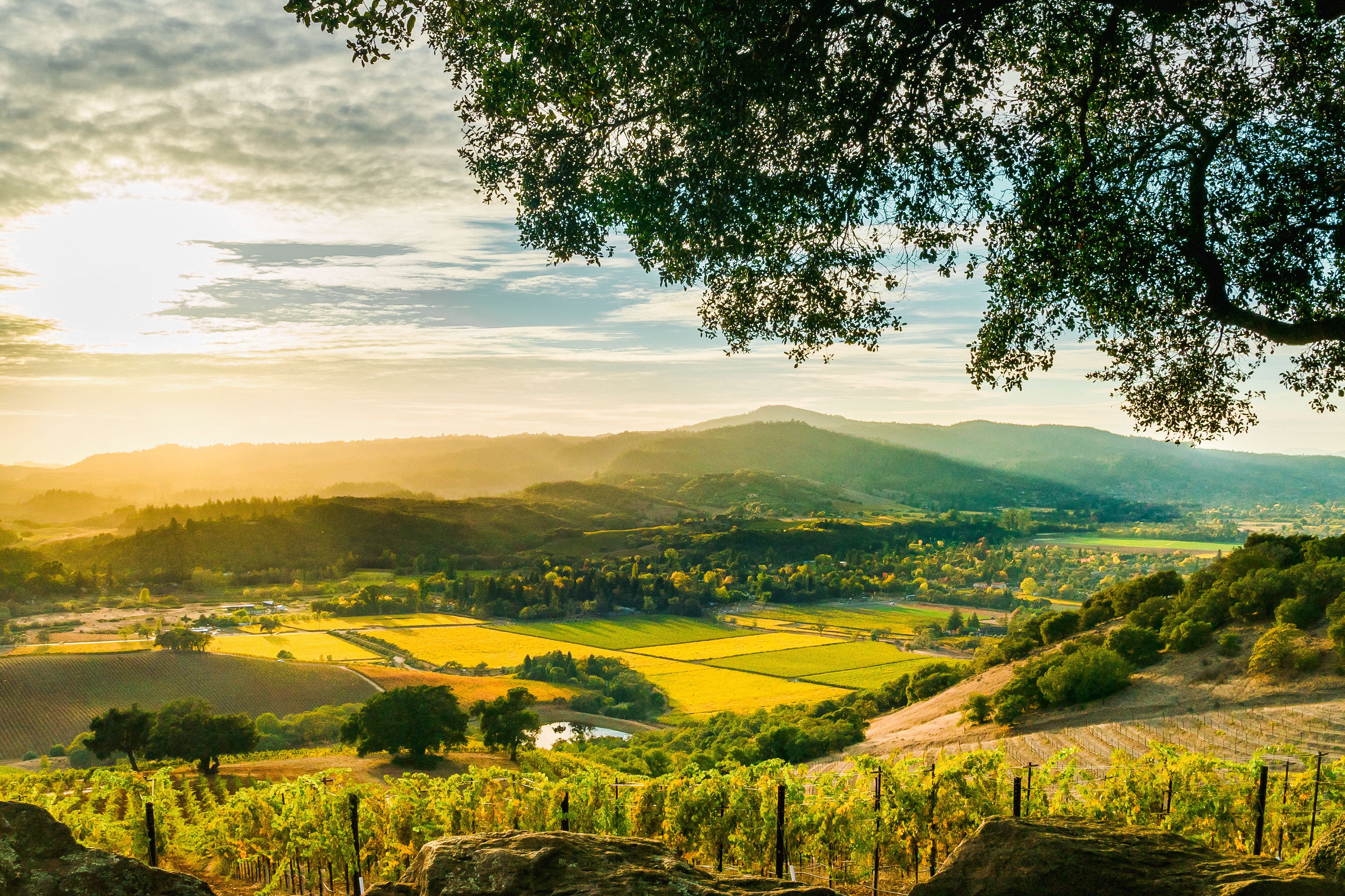 Sunrise mist over Sonoma County vineyard.